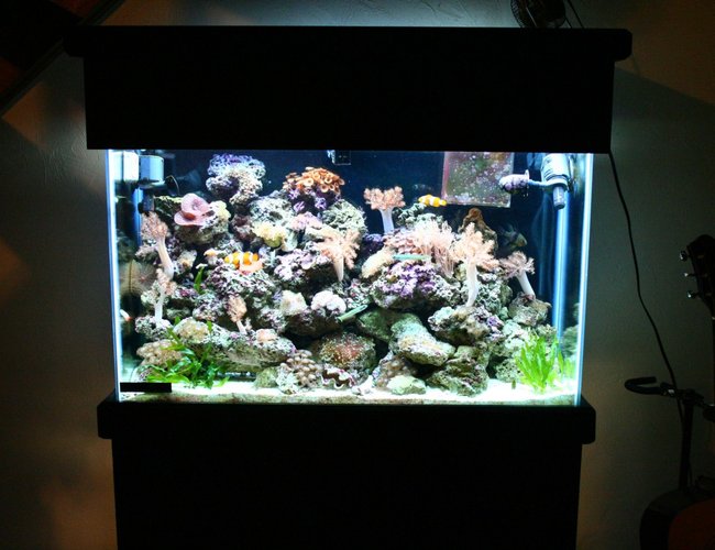 45 gallons reef tank (mostly live coral and fish) - stand 45 gallons reef tank (mostly live coral and fish) - stand
