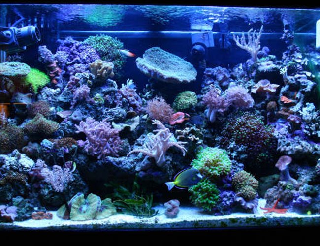 65 gallons reef tank (mostly live coral and fish) 65 gallons reef tank (mostly live coral and fish)