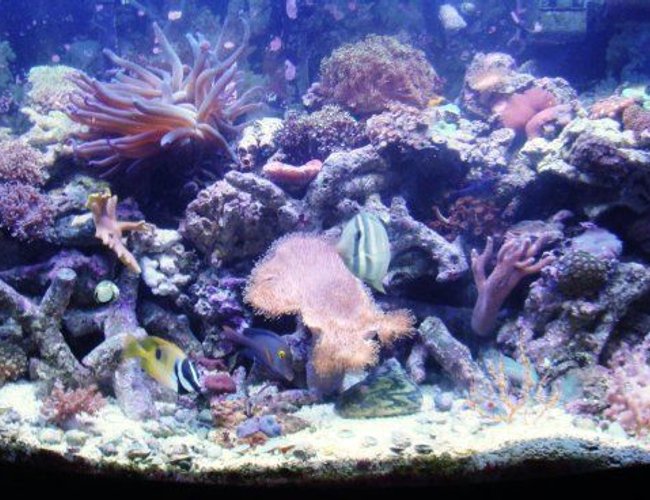 46 gallons reef tank (mostly live coral and fish) - 46 gallon bow front tank 46 gallons reef tank (mostly live coral and fish) - 46 gallon bow front tank