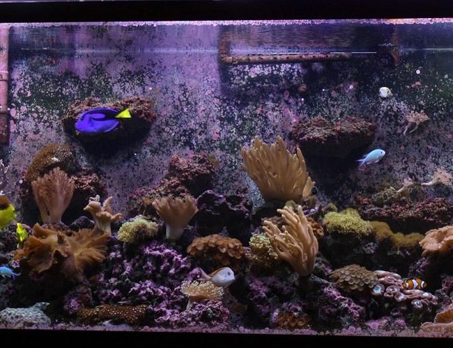 220 gallons reef tank (mostly live coral and fish) - 220g 220 gallons reef tank (mostly live coral and fish) - 220g