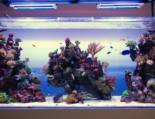350 gallons reef tank (mostly live coral and fish) - Reef tank 350 gallons reef tank (mostly live coral and fish) - Reef tank