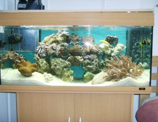 39 gallons reef tank (mostly live coral and fish) - Juwel 180 Reef Tank 39 gallons reef tank (mostly live coral and fish) - Juwel 180 Reef Tank