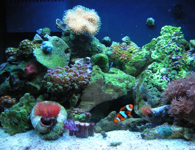 12 gallons reef tank (mostly live coral and fish) - Full tank Shot 12 gallons reef tank (mostly live coral and fish) - Full tank Shot