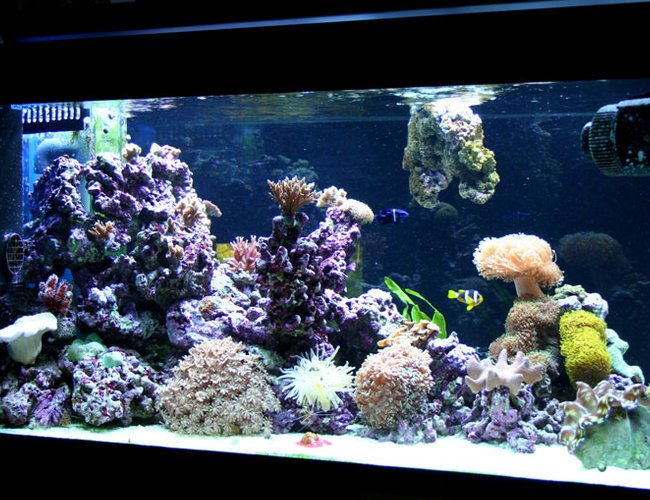 145 gallons reef tank (mostly live coral and fish) - Left view 145 gallons reef tank (mostly live coral and fish) - Left view