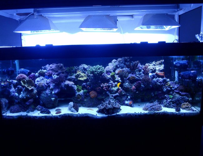 200 gallons reef tank (mostly live coral and fish) - Not a great photo. Only FTS I have on this machine. 200 gallons reef tank (mostly live coral and fish) - Not a great photo. Only FTS I have on this machine.