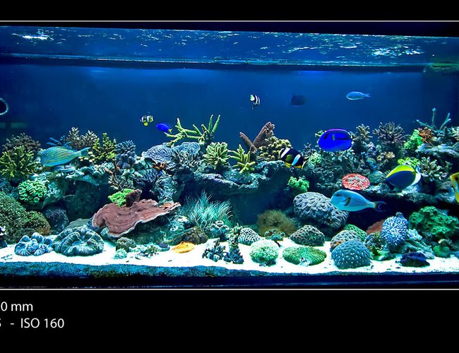 175 gallons reef tank (mostly live coral and fish) - Main tank full shot Dec 2009. 175 gallons reef tank (mostly live coral and fish) - Main tank full shot Dec 2009.
