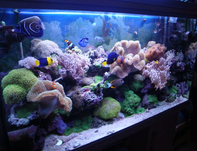 65 gallons reef tank (mostly live coral and fish) - Reef Tank 2009 65 gallons reef tank (mostly live coral and fish) - Reef Tank 2009