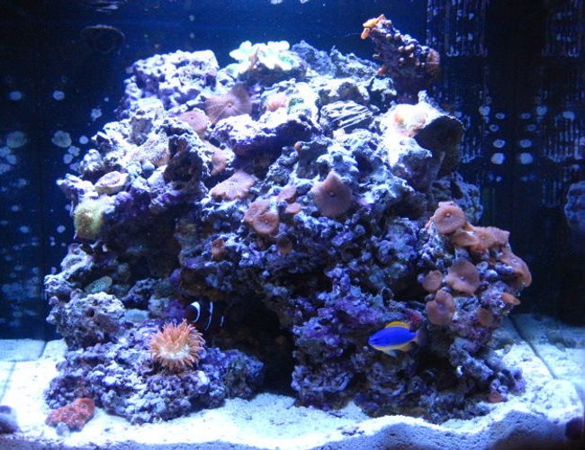 24 gallons reef tank (mostly live coral and fish) - My nano 24 gallon gem!!! 50lbs of live rock ricordea mushrooms, green leather coral, brown polyps, different kind of mushrooms, chili coral, and last its an acan coral!!Just 2 fish maroon clown that ive had for about 4 years now with his love the rose bulb anemone and a fiji damsel, the rest are hermit crabs a beautiful indian starfish and a sea urchin. 24 gallons reef tank (mostly live coral and fish) - My nano 24 gallon gem!!! 50lbs of live rock ricordea mushrooms, green leather coral, brown polyps, different kind of mushrooms, chili coral, and last its an acan coral!!Just 2 fish maroon clown that ive had for about 4 years now with his love the rose bulb anemone and a fiji damsel, the rest are hermit crabs a beautiful indian starfish and a sea urchin.