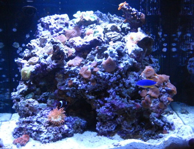 24 gallons reef tank (mostly live coral and fish) - 24 gallon reef 24 gallons reef tank (mostly live coral and fish) - 24 gallon reef