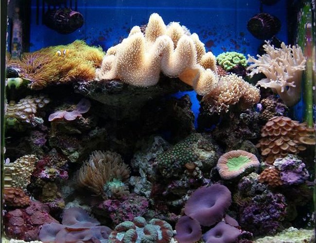 11 gallons reef tank (mostly live coral and fish) - Nano Reef 11 gallons reef tank (mostly live coral and fish) - Nano Reef