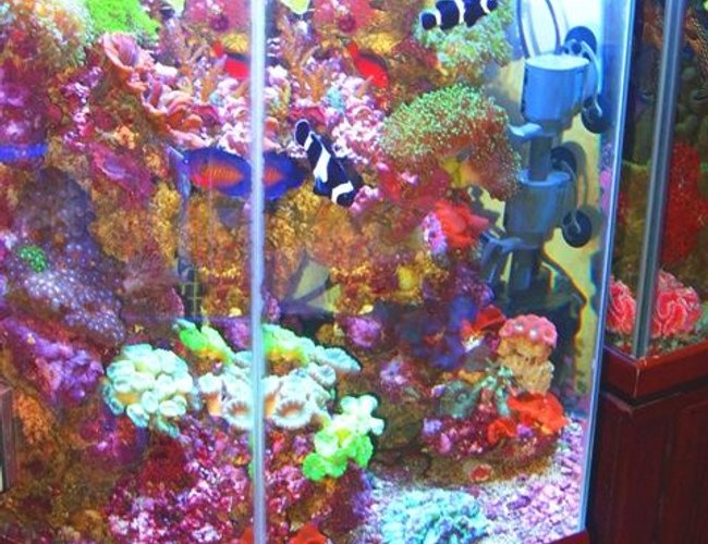 43 gallons reef tank (mostly live coral and fish) - Octagon - Vertical Reef 43 gallons reef tank (mostly live coral and fish) - Octagon - Vertical Reef