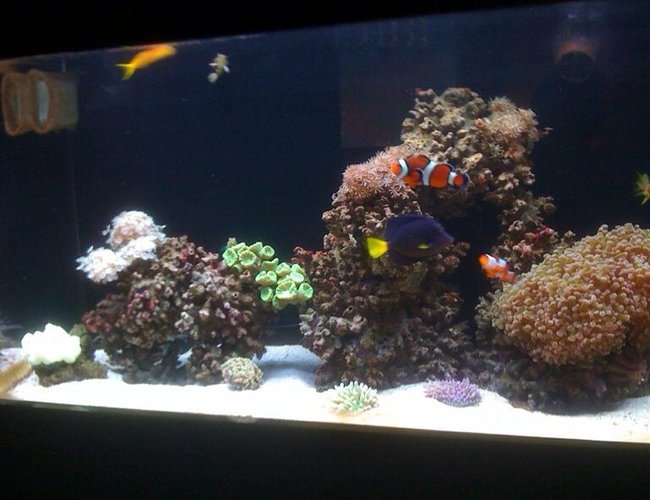 50 gallons reef tank (mostly live coral and fish) - My Reef Fish Tank 50 gallons reef tank (mostly live coral and fish) - My Reef Fish Tank