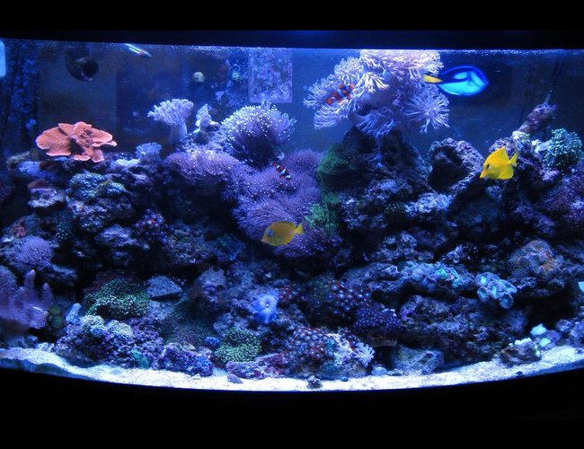 46 gallons reef tank (mostly live coral and fish) - NO SUMP
46 gallon BowFront 46 gallons reef tank (mostly live coral and fish) - NO SUMP
46 gallon BowFront
