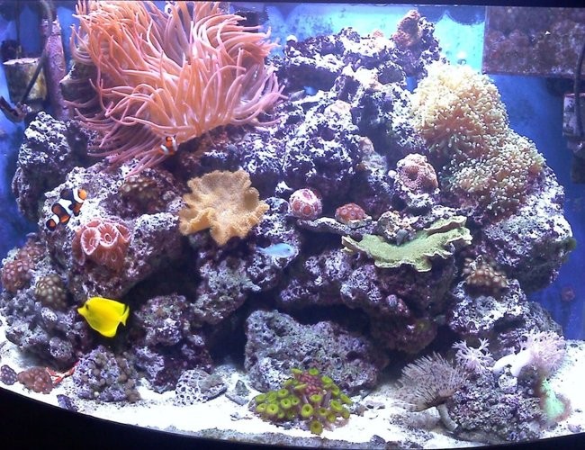46 gallons reef tank (mostly live coral and fish) - 46G bowfront. August 2010 46 gallons reef tank (mostly live coral and fish) - 46G bowfront. August 2010