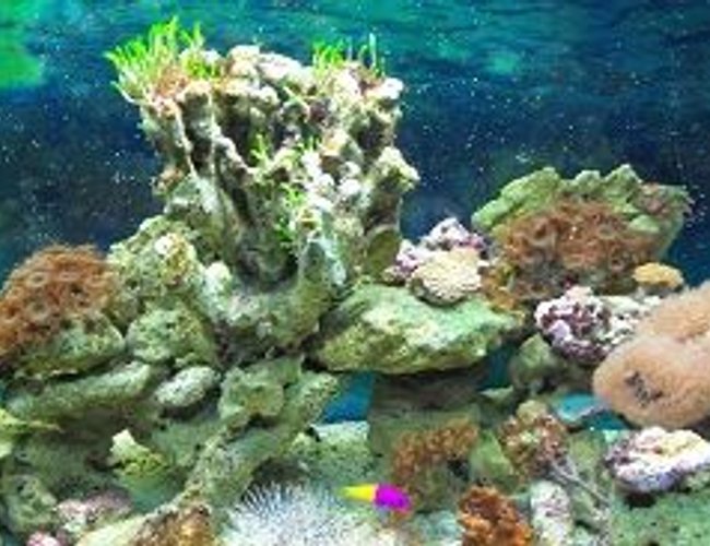 65 gallons reef tank (mostly live coral and fish) - 65 galllon fish/reef tank 65 gallons reef tank (mostly live coral and fish) - 65 galllon fish/reef tank