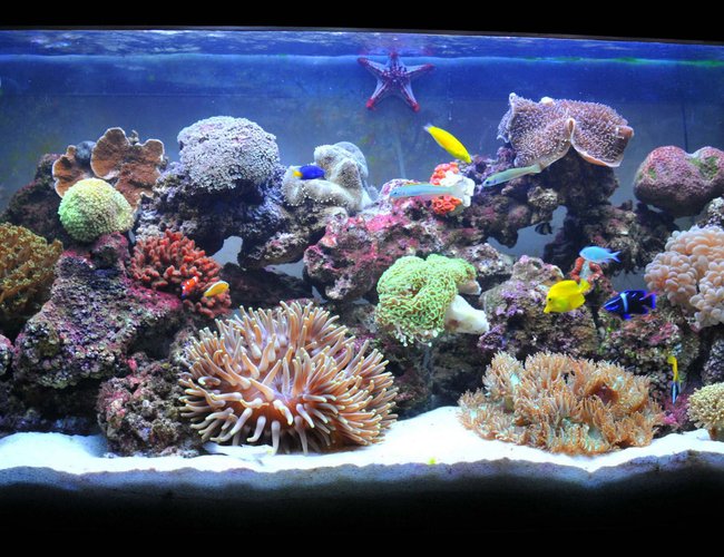 100 gallons reef tank (mostly live coral and fish) - Less Than 3 Months Old , Still Needs alot of Work and Time For it to Mature ... 100 gallons reef tank (mostly live coral and fish) - Less Than 3 Months Old , Still Needs alot of Work and Time For it to Mature ...