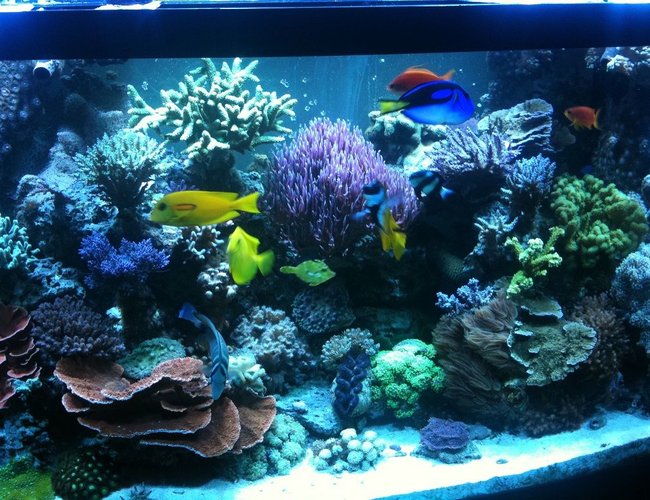 182 gallons reef tank (mostly live coral and fish) - tank 182 gallons reef tank (mostly live coral and fish) - tank
