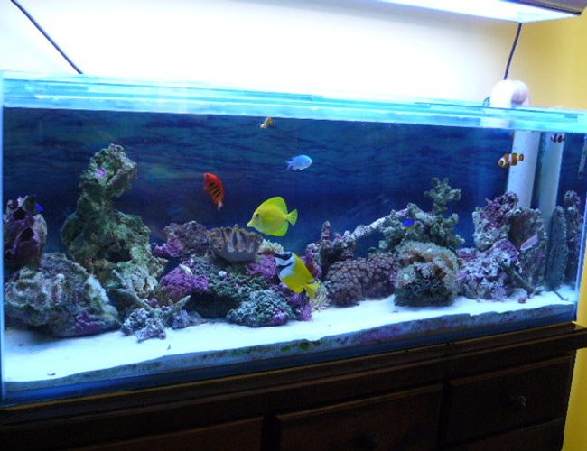 52 gallons reef tank (mostly live coral and fish) - my first reef tank. 20kg live sand. 20-25kg live rock. fox face, yellow tang, flame angel, blue chromis, 3 clowns, 2 damsels, pink anthia. 2 anemones. various soft corals. 52 gallons reef tank (mostly live coral and fish) - my first reef tank. 20kg live sand. 20-25kg live rock. fox face, yellow tang, flame angel, blue chromis, 3 clowns, 2 damsels, pink anthia. 2 anemones. various soft corals.