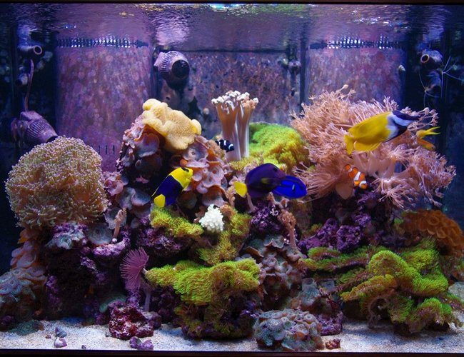 140 gallons reef tank (mostly live coral and fish) - Main Display Tank- Present day 140 gallons reef tank (mostly live coral and fish) - Main Display Tank- Present day
