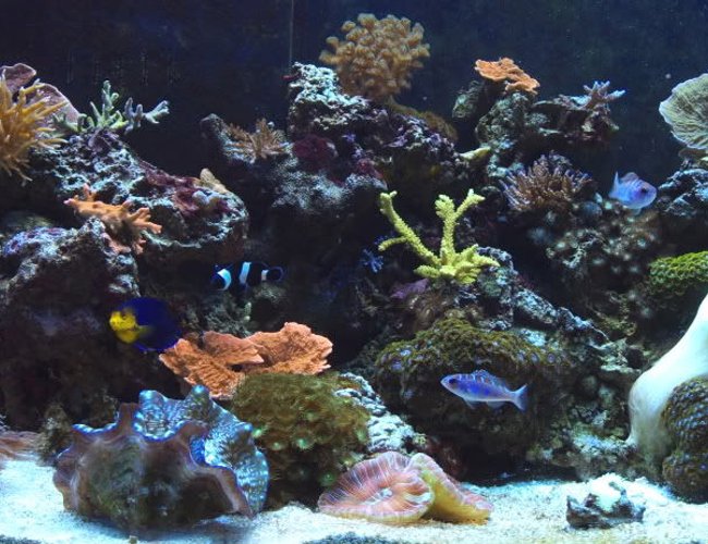65 gallons reef tank (mostly live coral and fish) - 65 gallon mixed reef @ 1 year 65 gallons reef tank (mostly live coral and fish) - 65 gallon mixed reef @ 1 year