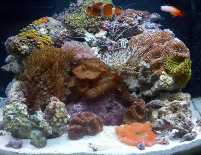 12 gallons reef tank (mostly live coral and fish) - 12gl JBJ Nano Reef 12 gallons reef tank (mostly live coral and fish) - 12gl JBJ Nano Reef