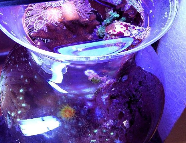 1 gallon reef tank (mostly live coral and fish) - New shot, 50 months growth and pruning from sparse frags
one gallon vase
oldest pico reef 1 gallon reef tank (mostly live coral and fish) - New shot, 50 months growth and pruning from sparse frags
one gallon vase
oldest pico reef