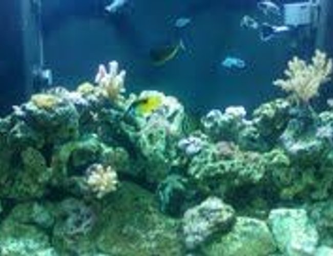 140 gallons reef tank (mostly live coral and fish) - saltwater reek tank 140gal. 5mos. old 140 gallons reef tank (mostly live coral and fish) - saltwater reek tank 140gal. 5mos. old