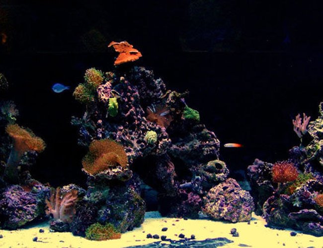 300 gallons reef tank (mostly live coral and fish) - 300 gallon reef 300 gallons reef tank (mostly live coral and fish) - 300 gallon reef