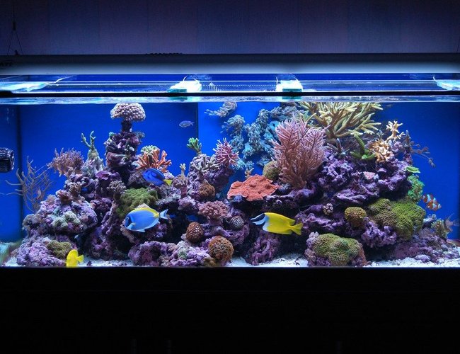 100 gallons reef tank (mostly live coral and fish) - Latest Pics Of My One year old Reef Tank 100 gallons reef tank (mostly live coral and fish) - Latest Pics Of My One year old Reef Tank