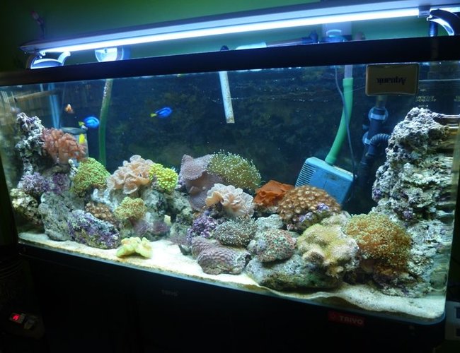57 gallons reef tank (mostly live coral and fish) - Date Upload: 28/02/2011
Tank size: 4L, 1.25W, 1.5H
Using Canister pam, T5 light, protein skimmer, surface skimmer and resum chiller. Currently this tank was fresh water fish, but now i change it to marine and have to reused what existing equipment. Canister not really suitable for marine. But here u can see cheep things also worth for the good one. 57 gallons reef tank (mostly live coral and fish) - Date Upload: 28/02/2011
Tank size: 4L, 1.25W, 1.5H
Using Canister pam, T5 light, protein skimmer, surface skimmer and resum chiller. Currently this tank was fresh water fish, but now i change it to marine and have to reused what existing equipment. Canister not really suitable for marine. But here u can see cheep things also worth for the good one.