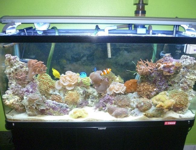 57 gallons reef tank (mostly live coral and fish) - New Upload: 08/03/2011
Tank size: 4L, 1.25W, 1.5H
Using Canister pam, T5 light, protein skimmer, surface skimmer and resum chiller. Currently this tank was fresh water fish, but now i change it to marine and have to reused what existing equipment. Canister not really suitable for marine. But here u can see cheep things also worth for the good one. 57 gallons reef tank (mostly live coral and fish) - New Upload: 08/03/2011
Tank size: 4L, 1.25W, 1.5H
Using Canister pam, T5 light, protein skimmer, surface skimmer and resum chiller. Currently this tank was fresh water fish, but now i change it to marine and have to reused what existing equipment. Canister not really suitable for marine. But here u can see cheep things also worth for the good one.