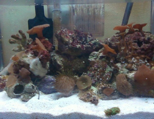 3 gallons reef tank (mostly live coral and fish) - My Baby 3 gallons reef tank (mostly live coral and fish) - My Baby