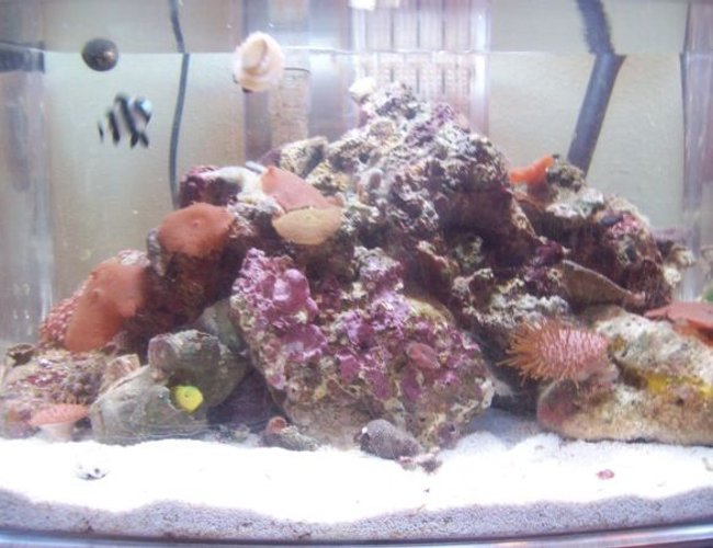 3 gallons reef tank (mostly live coral and fish) - My mini reef-mostly false corals 3 gallons reef tank (mostly live coral and fish) - My mini reef-mostly false corals