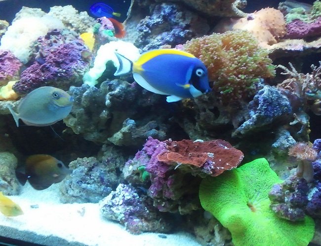 200 gallons reef tank (mostly live coral and fish) - My reef in the making 200 gallons reef tank (mostly live coral and fish) - My reef in the making