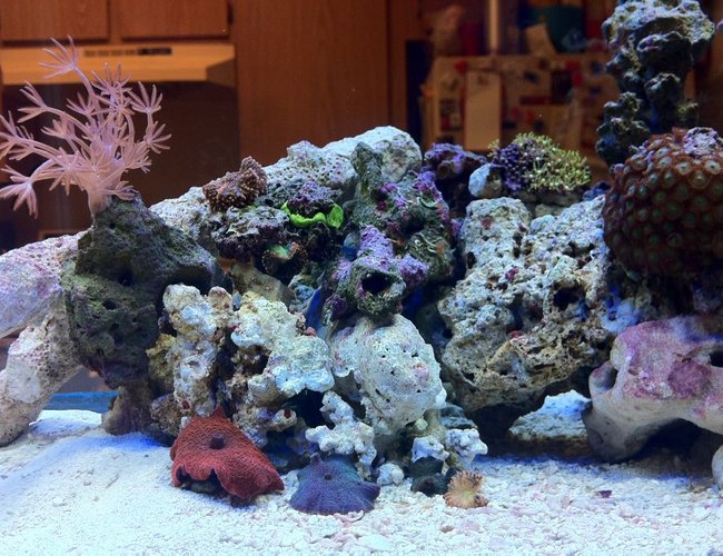 10 gallons reef tank (mostly live coral and fish) - 6 week old nano 10 gallons reef tank (mostly live coral and fish) - 6 week old nano