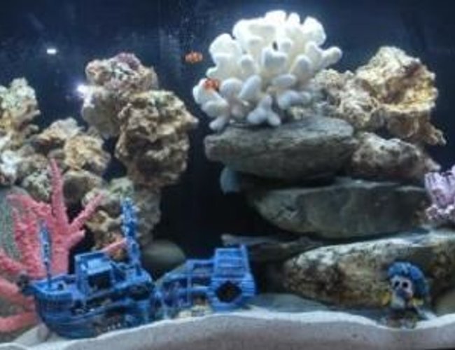 125 gallons reef tank (mostly live coral and fish) - my tank at 5 weeks 125 gallons reef tank (mostly live coral and fish) - my tank at 5 weeks