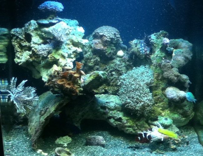 28 gallons reef tank (mostly live coral and fish) - Reef tank 28 gallons reef tank (mostly live coral and fish) - Reef tank
