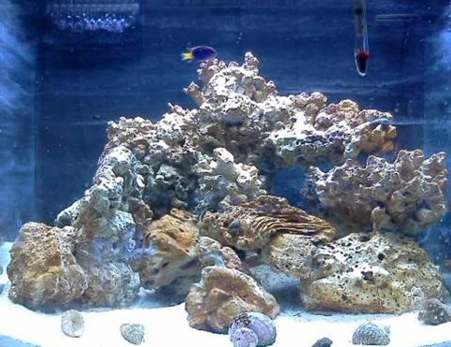 24 gallons reef tank (mostly live coral and fish) - New cycling tank as of 06/15/2011 it is 6 weeks old 24 gallons reef tank (mostly live coral and fish) - New cycling tank as of 06/15/2011 it is 6 weeks old