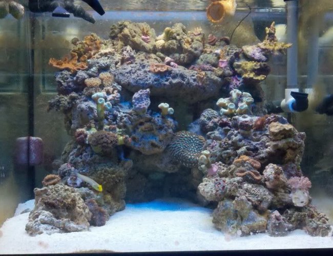 45 gallons reef tank (mostly live coral and fish) - 45 cube 45 gallons reef tank (mostly live coral and fish) - 45 cube