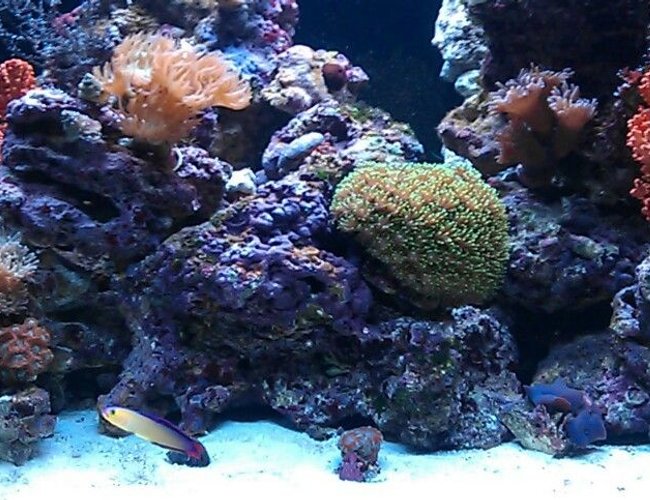 34 gallons reef tank (mostly live coral and fish) - Red sea max 34 gallons reef tank (mostly live coral and fish) - Red sea max
