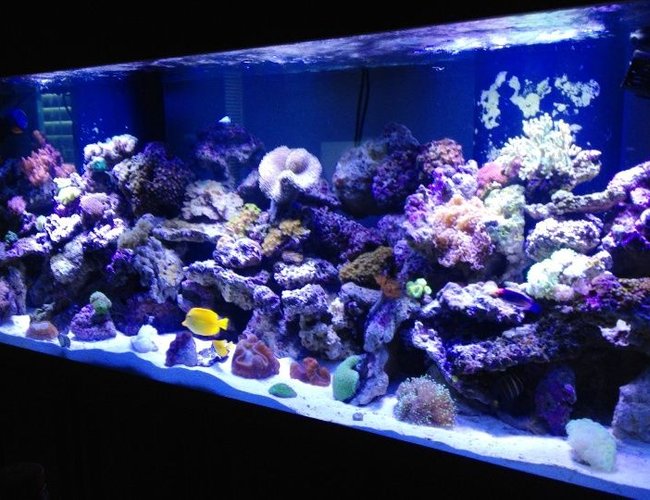 220 gallons reef tank (mostly live coral and fish) - My thing that gives me a quiet mind 220 gallons reef tank (mostly live coral and fish) - My thing that gives me a quiet mind