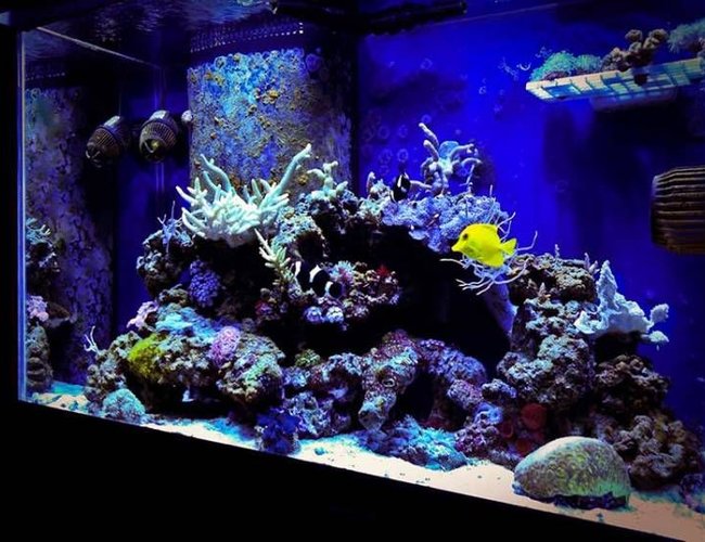 65 gallons reef tank (mostly live coral and fish) - Mojo's 65 RR MH+T5 65 gallons reef tank (mostly live coral and fish) - Mojo's 65 RR MH+T5