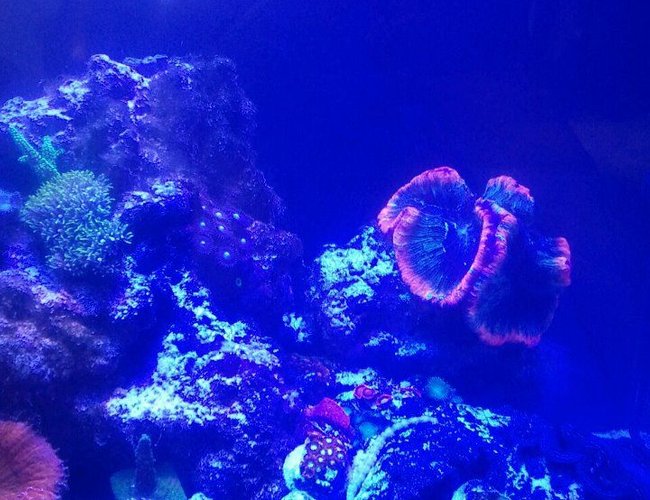60 gallons reef tank (mostly live coral and fish) - My new saltwater reef tank 24 24 24 cube tank. Its been running two months now and I'm loving it. 60 gallons reef tank (mostly live coral and fish) - My new saltwater reef tank 24 24 24 cube tank. Its been running two months now and I'm loving it.