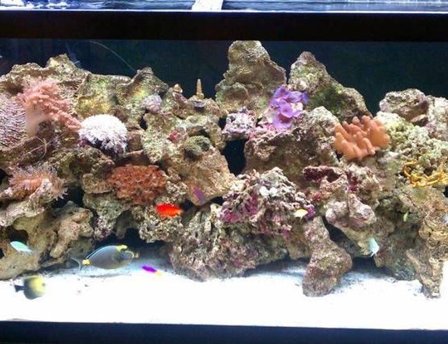 90 gallons reef tank (mostly live coral and fish) - 90g reef 90 gallons reef tank (mostly live coral and fish) - 90g reef