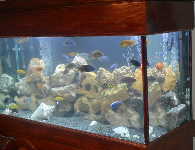90 gallons reef tank (mostly live coral and fish) - My Favorite Cichlid tank. 90 gallons reef tank (mostly live coral and fish) - My Favorite Cichlid tank.