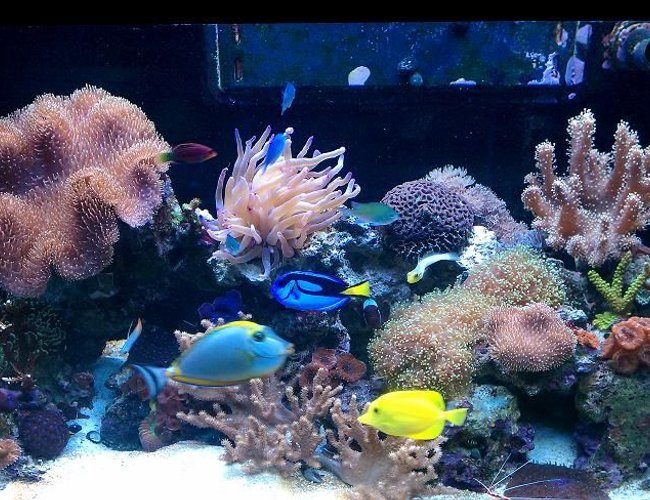 65 gallons reef tank (mostly live coral and fish) - RED SEA 250 (65GAL)
PLENTY OF FISH, CORAL, AND INVERTS... 65 gallons reef tank (mostly live coral and fish) - RED SEA 250 (65GAL)
PLENTY OF FISH, CORAL, AND INVERTS...