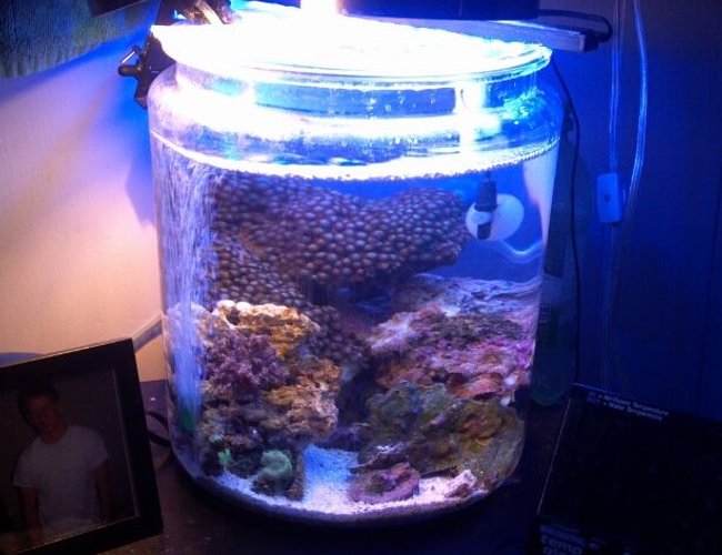 2 gallons reef tank (mostly live coral and fish) - my 2 gallon cookie jar reef! 2 gallons reef tank (mostly live coral and fish) - my 2 gallon cookie jar reef!