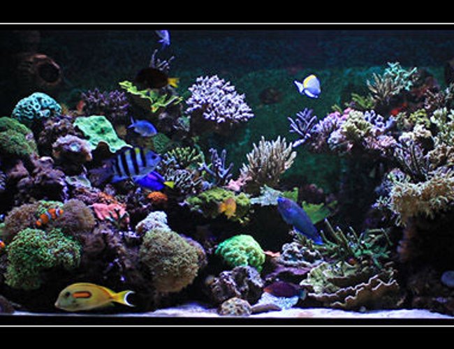 554 gallons reef tank (mostly live coral and fish) - my reef tank 554 gallons reef tank (mostly live coral and fish) - my reef tank