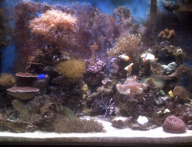 70 gallons reef tank (mostly live coral and fish) - 70 gallon mixed reef tank 70 gallons reef tank (mostly live coral and fish) - 70 gallon mixed reef tank