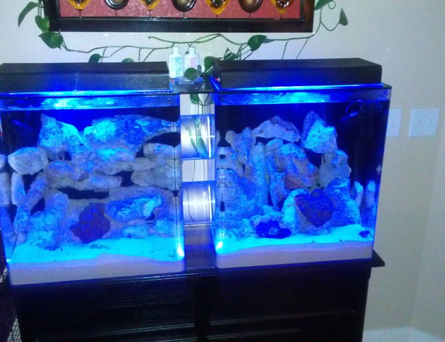 60 gallons reef tank (mostly live coral and fish) - Two 30 gal saltwater tanks connected together with two swimming tubes 60 gallons reef tank (mostly live coral and fish) - Two 30 gal saltwater tanks connected together with two swimming tubes